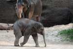 Elefant
